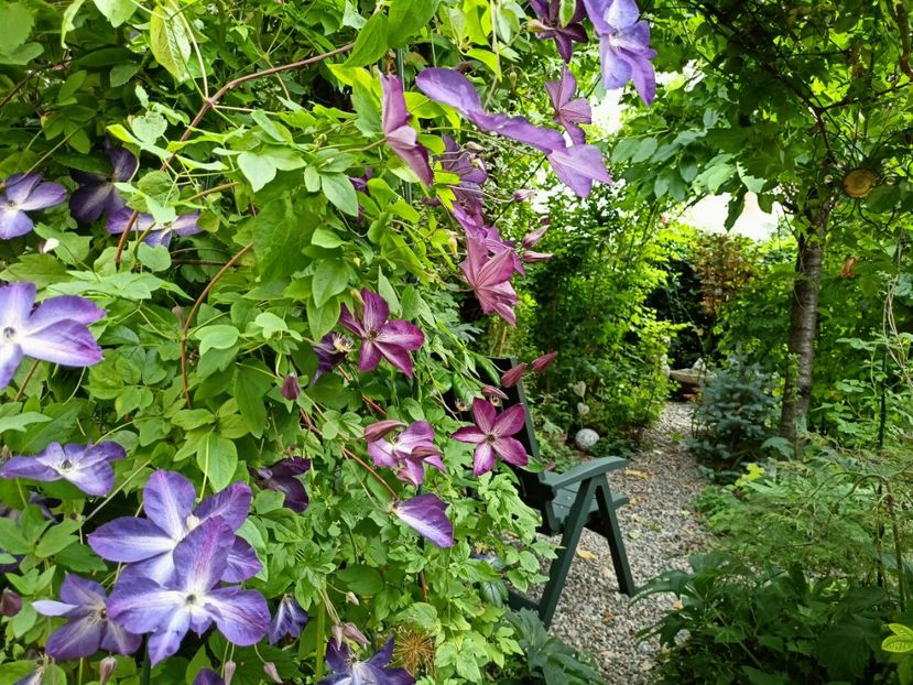 Venosa Violacea - Grădina 2023 continuare 3