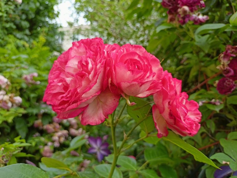 Patte de Velours - Grădina 2023 continuare 3