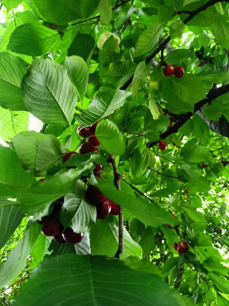 Stella - Grădina 2023 continuare 3