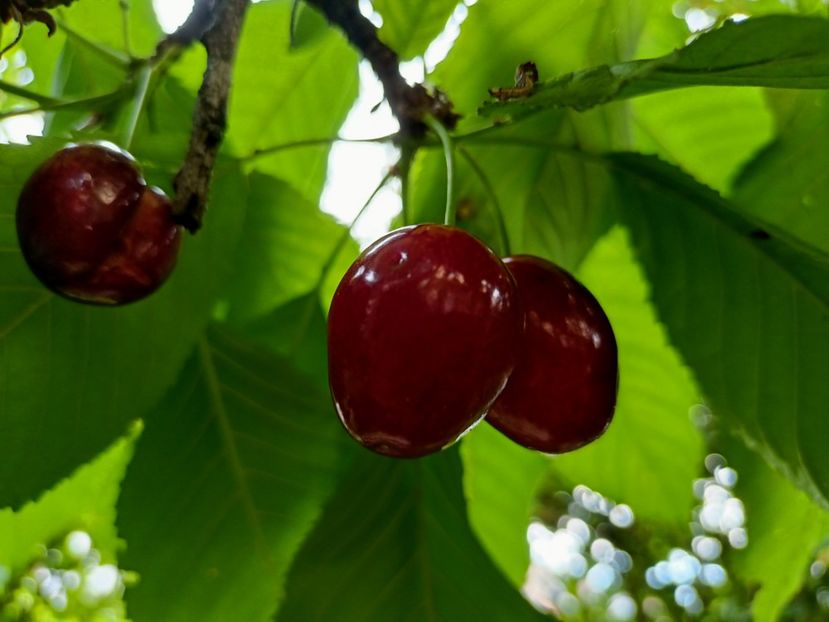  - Grădina 2023 continuare 3