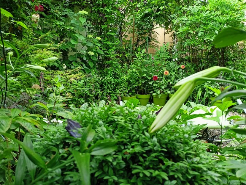  - Grădina 2023 continuare 3