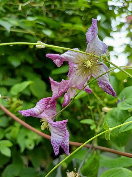 Clematis viticella "Minuet" - Grădina 2023 continuare 3