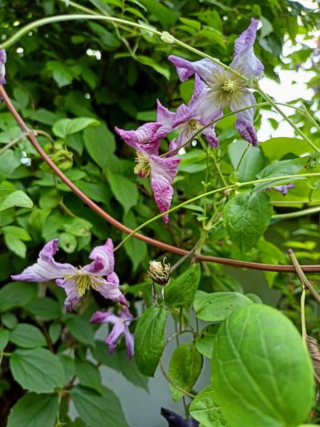  - Grădina 2023 continuare 3