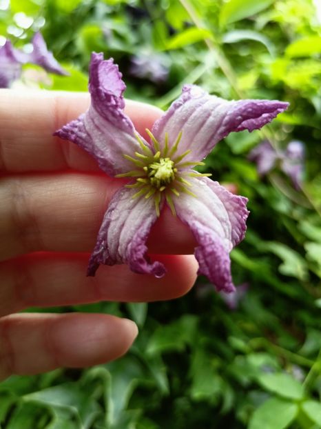 Minuet - Grădina 2023 continuare 3