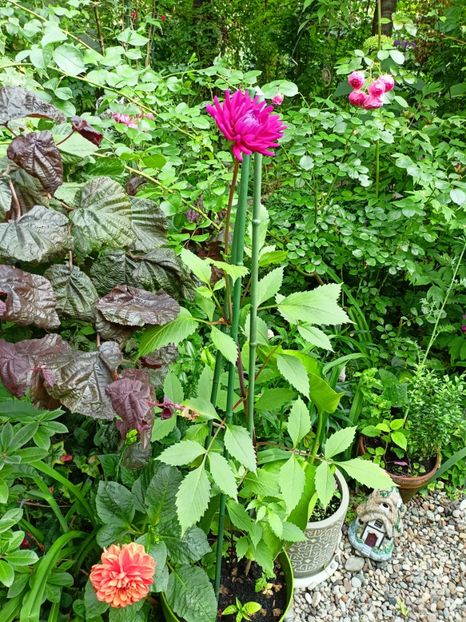  - Grădina 2023 continuare 3