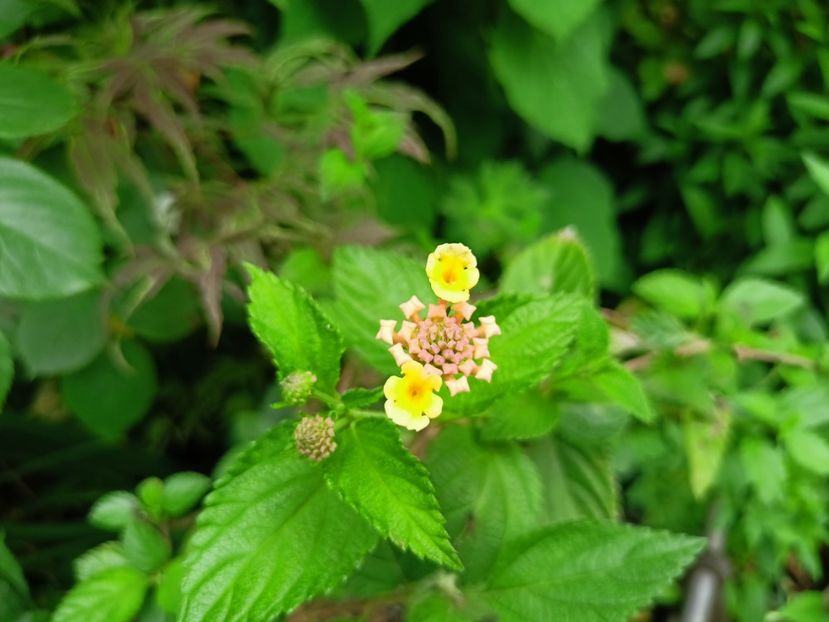  - Grădina 2023 continuare 3