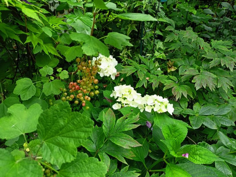  - Grădina 2023 continuare 3