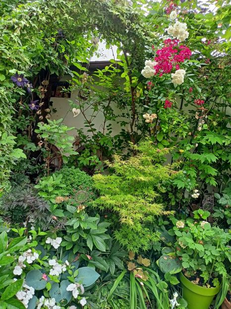  - Grădina 2023 continuare 3