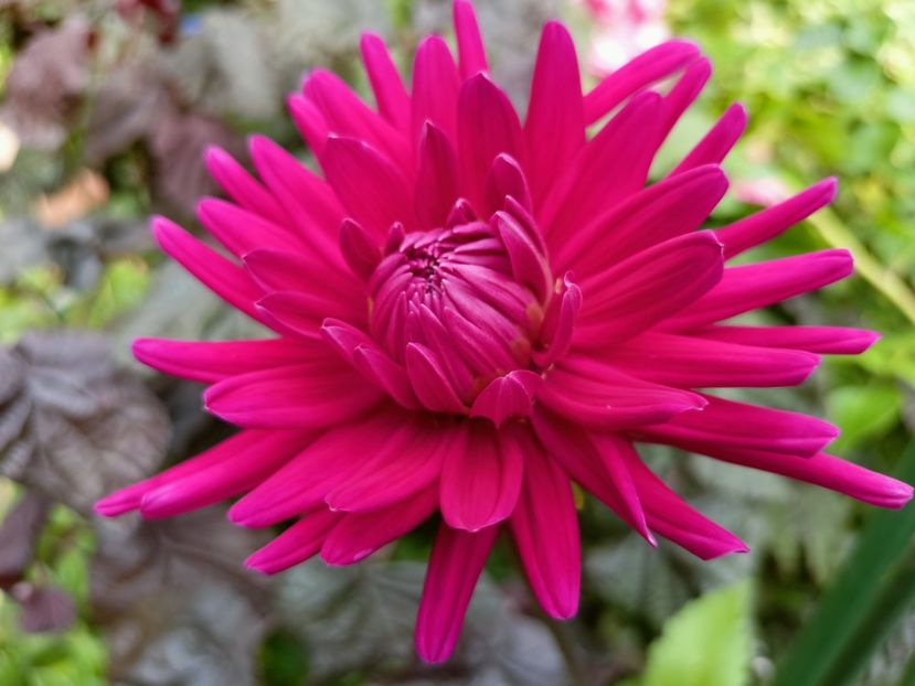  - Grădina 2023 continuare 3