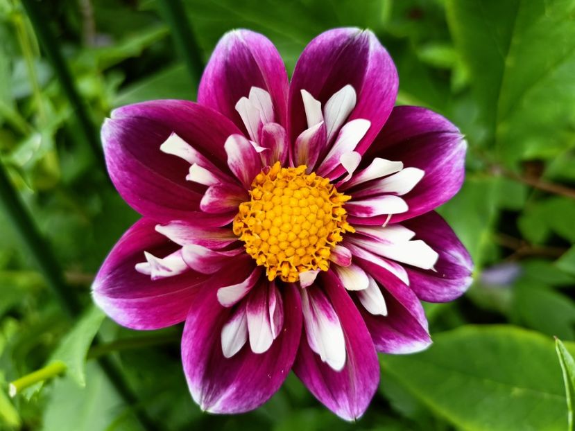 Impression Fantastico - Grădina 2023 continuare 3