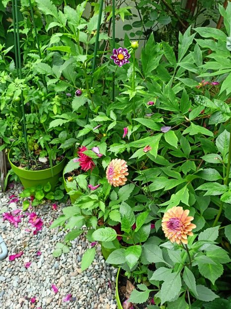  - Grădina 2023 continuare 3