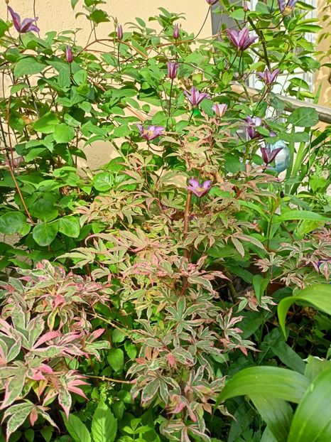  - Grădina 2023 continuare 3