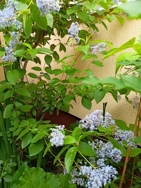 Ceanothus Concha - Grădina 2023 continuare 3