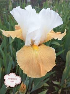 6 lei epuizat - 2023 IRISI ÎNALȚI preț 6 lei-12 lei și ALTE FLORI PERENE DISPONIBILE