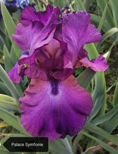 6 lei - 2023 IRISI ÎNALȚI preț 6 lei-12 lei și ALTE FLORI PERENE DISPONIBILE