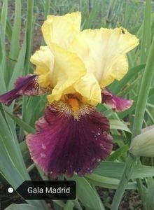 6 lei - 2023 IRISI ÎNALȚI preț 6 lei-12 lei și ALTE FLORI PERENE DISPONIBILE