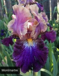 6 lei - 2023 IRISI ÎNALȚI preț 6 lei-12 lei și ALTE FLORI PERENE DISPONIBILE