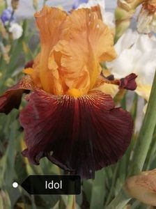 6 lei epuizat - 2023 IRISI ÎNALȚI preț 6 lei-12 lei și ALTE FLORI PERENE DISPONIBILE