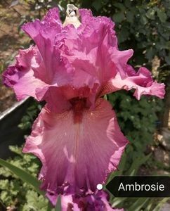 8 lei epuizat - 2023 IRISI ÎNALȚI preț 6 lei-12 lei și ALTE FLORI PERENE DISPONIBILE