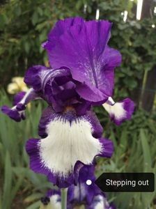 8 lei - 2023 IRISI ÎNALȚI preț 6 lei-12 lei și ALTE FLORI PERENE DISPONIBILE