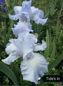 8 lei epuizat - 2023 IRISI ÎNALȚI preț 6 lei-12 lei și ALTE FLORI PERENE DISPONIBILE