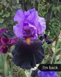 8 lei - 2023 IRISI ÎNALȚI preț 6 lei-12 lei și ALTE FLORI PERENE DISPONIBILE