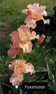 8 lei - 2023 IRISI ÎNALȚI preț 6 lei-12 lei și ALTE FLORI PERENE DISPONIBILE