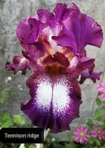 8 lei epuizat - 2023 IRISI ÎNALȚI preț 6 lei-12 lei și ALTE FLORI PERENE DISPONIBILE