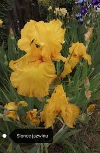 8 lei - 2023 IRISI ÎNALȚI preț 6 lei-12 lei și ALTE FLORI PERENE DISPONIBILE