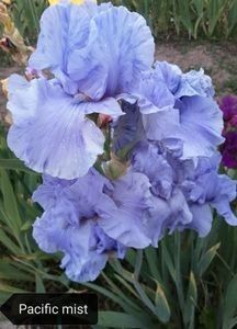 8 lei - 2023 IRISI ÎNALȚI preț 6 lei-12 lei și ALTE FLORI PERENE DISPONIBILE