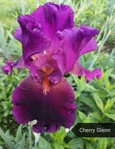 8 lei - 2023 IRISI ÎNALȚI preț 6 lei-12 lei și ALTE FLORI PERENE DISPONIBILE