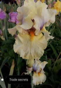 8 lei - 2023 IRISI ÎNALȚI preț 6 lei-12 lei și ALTE FLORI PERENE DISPONIBILE