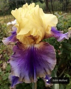 8 lei - 2023 IRISI ÎNALȚI preț 6 lei-12 lei și ALTE FLORI PERENE DISPONIBILE