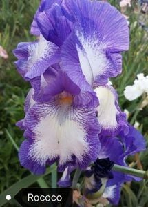 10 lei - 2023 IRISI ÎNALȚI preț 6 lei-12 lei și ALTE FLORI PERENE DISPONIBILE