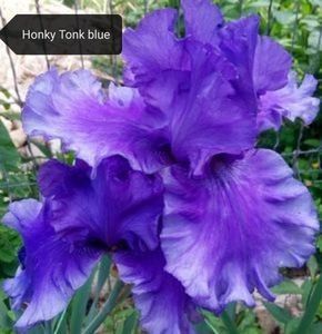 10 lei - 2023 IRISI ÎNALȚI preț 6 lei-12 lei și ALTE FLORI PERENE DISPONIBILE