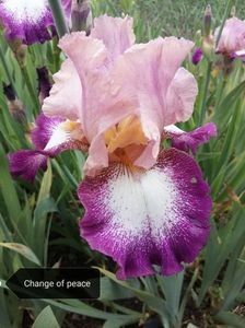 10 lei - 2023 IRISI ÎNALȚI preț 6 lei-12 lei și ALTE FLORI PERENE DISPONIBILE