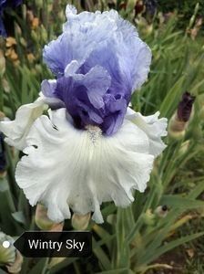 10 lei - 2023 IRISI ÎNALȚI preț 6 lei-12 lei și ALTE FLORI PERENE DISPONIBILE