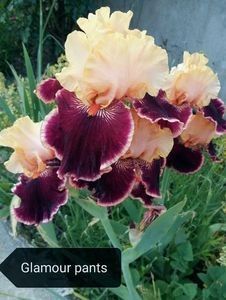 12 lei - 2023 IRISI ÎNALȚI preț 6 lei-12 lei și ALTE FLORI PERENE DISPONIBILE