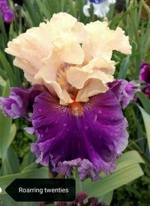 12 lei - 2023 IRISI ÎNALȚI preț 6 lei-12 lei și ALTE FLORI PERENE DISPONIBILE