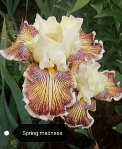 12 lei - 2023 IRISI ÎNALȚI preț 6 lei-12 lei și ALTE FLORI PERENE DISPONIBILE