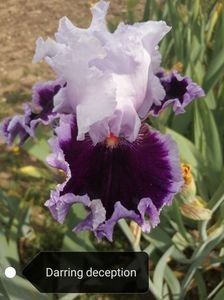 12 lei - 2023 IRISI ÎNALȚI preț 6 lei-12 lei și ALTE FLORI PERENE DISPONIBILE