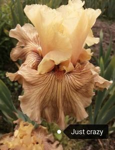 12 lei - 2023 IRISI ÎNALȚI preț 6 lei-12 lei și ALTE FLORI PERENE DISPONIBILE