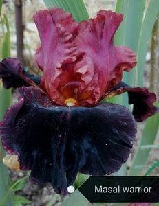 12 lei epuizat - 2023 IRISI ÎNALȚI preț 6 lei-12 lei și ALTE FLORI PERENE DISPONIBILE