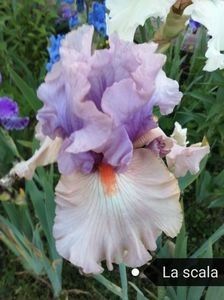 12 lei - 2023 IRISI ÎNALȚI preț 6 lei-12 lei și ALTE FLORI PERENE DISPONIBILE