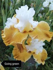 12 lei - 2023 IRISI ÎNALȚI preț 6 lei-12 lei și ALTE FLORI PERENE DISPONIBILE