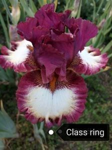 12 lei - 2023 IRISI ÎNALȚI preț 6 lei-12 lei și ALTE FLORI PERENE DISPONIBILE