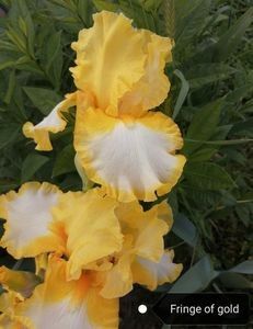 12 lei - 2023 IRISI ÎNALȚI preț 6 lei-12 lei și ALTE FLORI PERENE DISPONIBILE