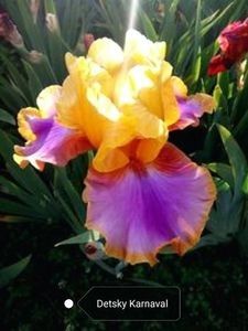 12 lei - 2023 IRISI ÎNALȚI preț 6 lei-12 lei și ALTE FLORI PERENE DISPONIBILE