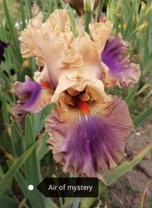 12 lei - 2023 IRISI ÎNALȚI preț 6 lei-12 lei și ALTE FLORI PERENE DISPONIBILE