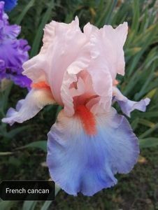 12 lei - 2023 IRISI ÎNALȚI preț 6 lei-12 lei și ALTE FLORI PERENE DISPONIBILE